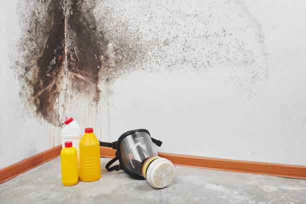 Best Toxic Mold Removal  in Long Branch, NJ