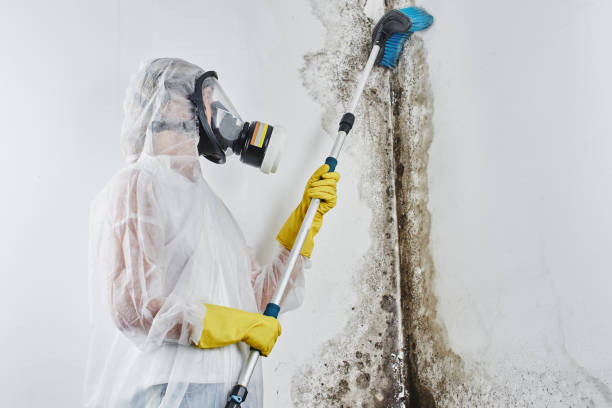 Best Professional Mold Removal  in Long Branch, NJ