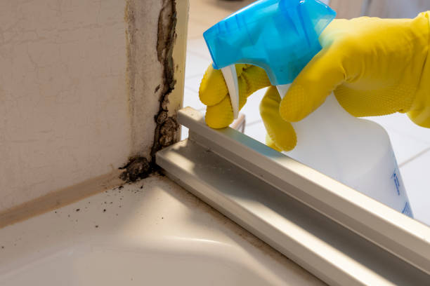 Best Toxic Mold Removal  in Long Branch, NJ