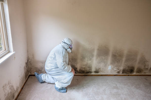 Best Office Mold Removal Services  in Long Branch, NJ