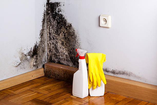 Best Mold Testing  in Long Branch, NJ