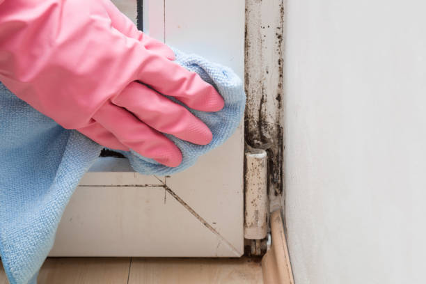 Long Branch, NJ Mold Removal Company